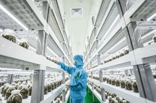 中科三安、京东领衔，国内20家植物工厂黑科技时代大盘点